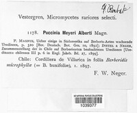Puccinia meyeri-alberti image